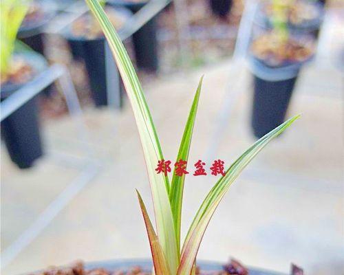 白兰花怎么养才好（白兰花的种植和养护）