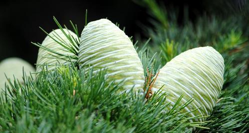 雪松种子怎样育苗（雪松的种植及养护）