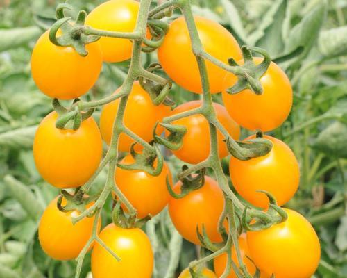 小西红柿怎么种植盆栽（西红柿种植方法和时间）
