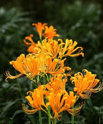 石蒜花可以养在家里吗（有关石蒜花的种植步骤）