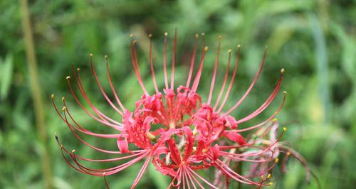 石蒜花可以养在家里吗（有关石蒜花的种植步骤）