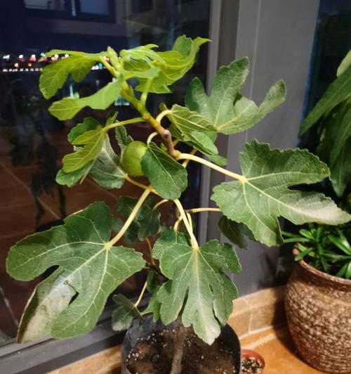 无花果树怎么种植方法（无花果树的栽培技术及管理）