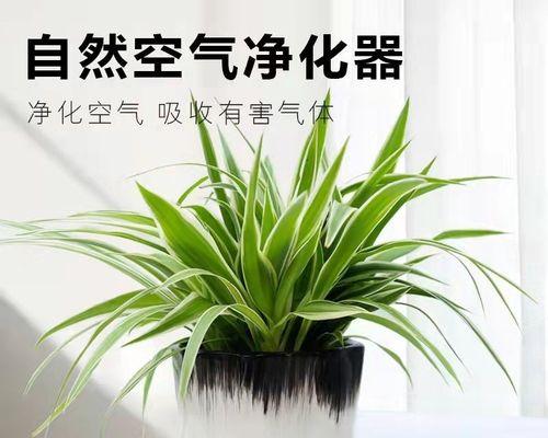 室内净化空气的植物（打造健康舒适的室内空气环境）
