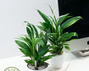 室内净化空气的植物（打造健康舒适的室内空气环境）