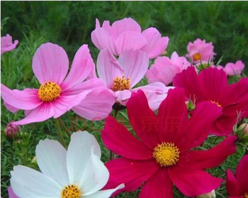 格桑花几月开花（格桑花的花期介绍）