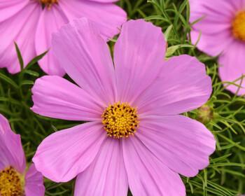 格桑花几月开花（格桑花的花期介绍）