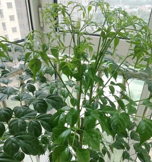 如何养好幸福树（关于幸福树的栽培技术）