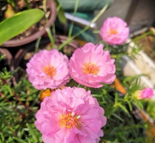 太阳花花期多长时间（太阳花的种植方法和时间）