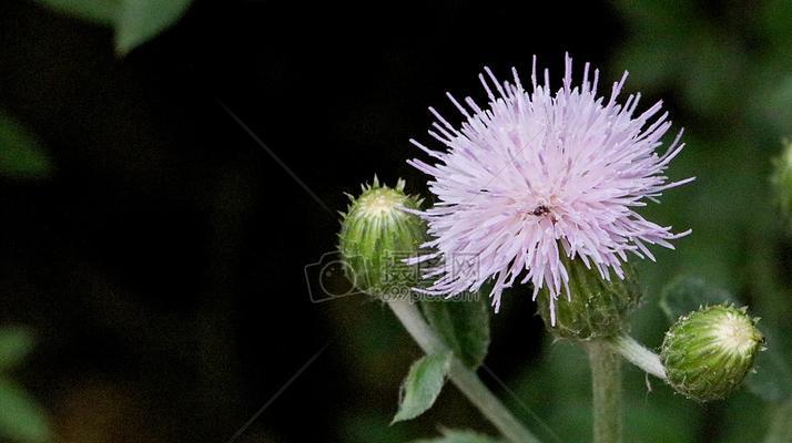 蒲公英是什么季节开的（蒲公英的种植方法和时间）