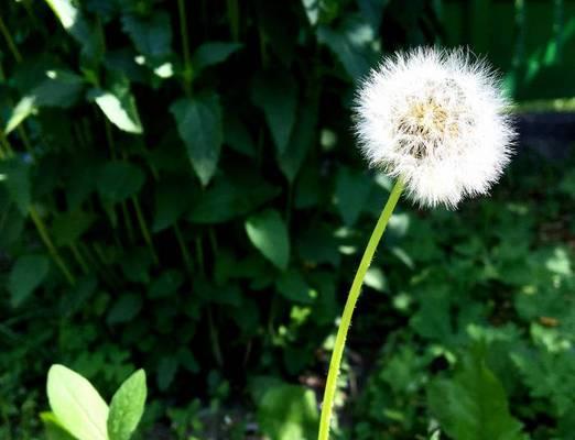 蒲公英是什么季节开的（蒲公英的种植方法和时间）