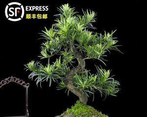 珍珠罗汉松怎么养（罗汉松种植与养护）