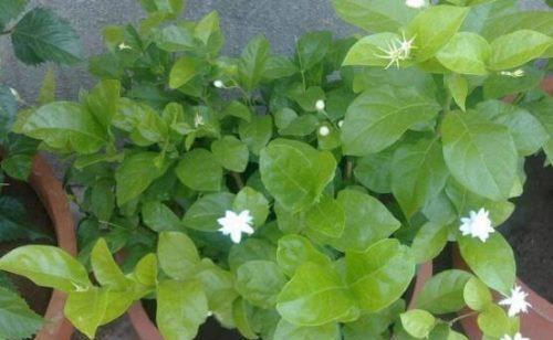 茉莉花如何养殖（详解茉莉花养护知识）