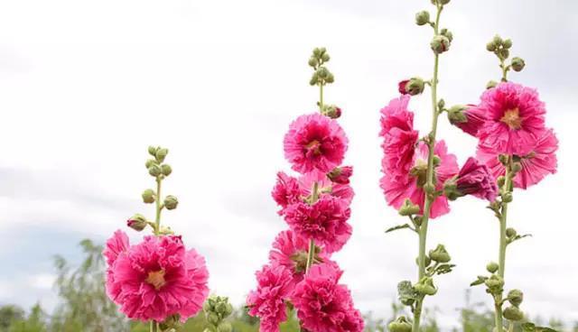 蜀葵几月份播种（蜀葵种植方法和时间）