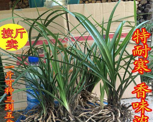 兰花苗买回来怎么种植（兰花苗的栽培技术）