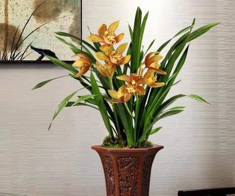 兰花苗买回来怎么种植（兰花苗的栽培技术）