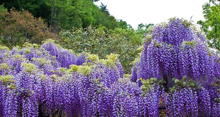 紫藤萝花怎么种植（紫藤萝的栽培技术）