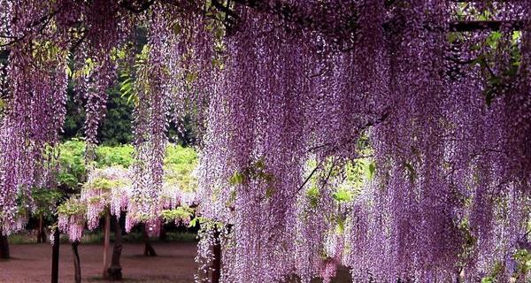 紫藤萝花怎么种植（紫藤萝的栽培技术）