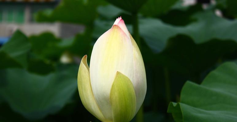 荷花是什么季节开的花（有关荷花的开花时间）