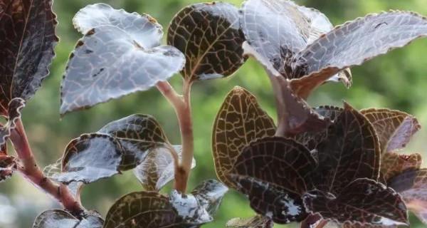 金线莲种植需要什么条件（金线莲的栽培技术）