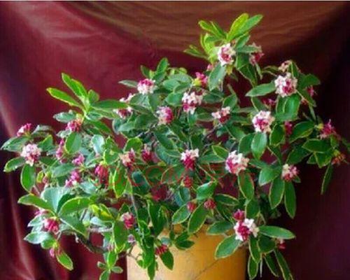 瑞香花的寓意是什么（瑞香花的象征意义）
