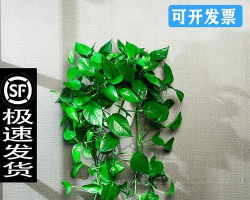 水培绿萝怎样养殖（水培绿萝的养殖方法讲解）