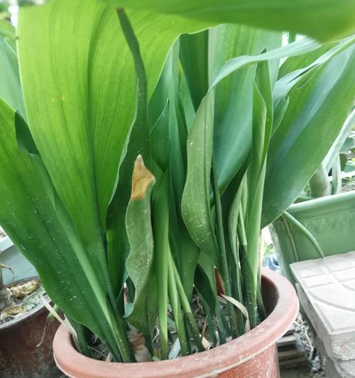蜘蛛抱蛋的养殖方法（关于蜘蛛抱蛋的栽培技巧）