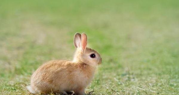 宠物兔养殖注意事项（轻松养活可爱兔）
