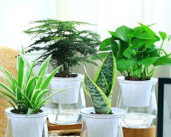 室内水培植物哪种好养活（适合长期放在室内的植物推荐）