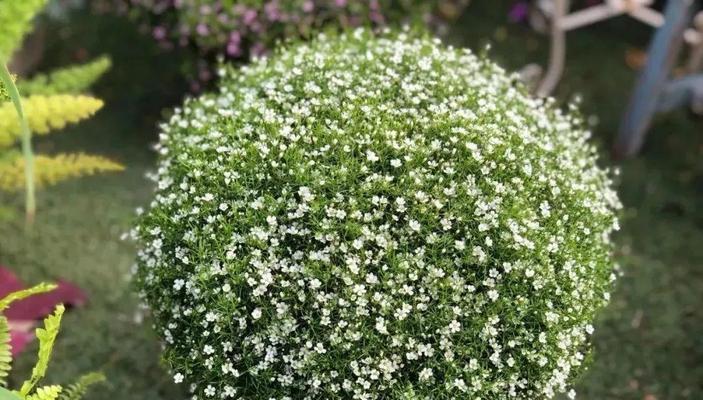 满天星一年开几次花（满天星种植方法和时间）