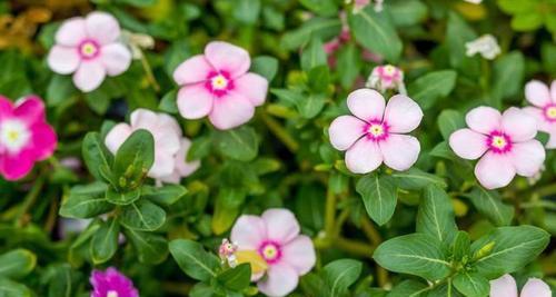 长春花种子怎么种植（长春花的种植方法和时间）