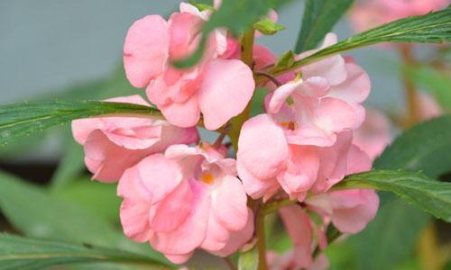 指甲花是什么花的别名（指甲花的别名以及特点）