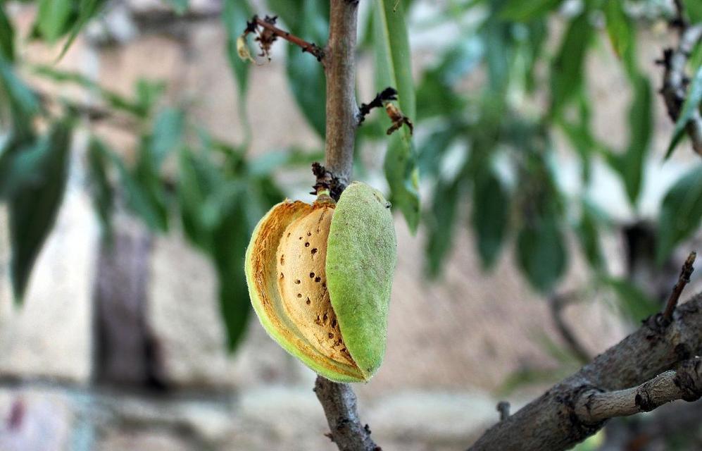 杏树种子怎样种能发芽（杏树种植技术要点）