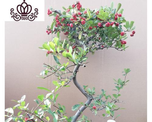 观果植物品种有哪些（分享五种观果植物品种）