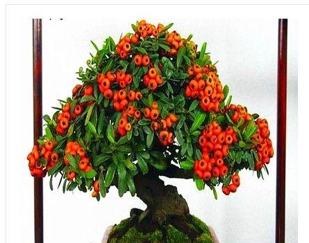 观果植物品种有哪些（分享五种观果植物品种）