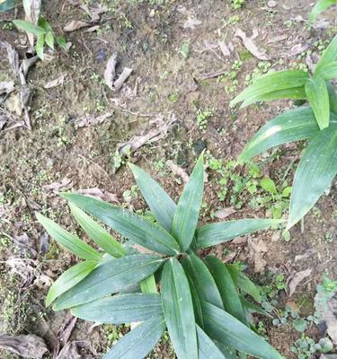 黄精怎样种植（黄精种植条件和技术）