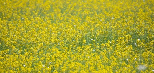 油菜花什么季节开（有关油菜花的花期时间）