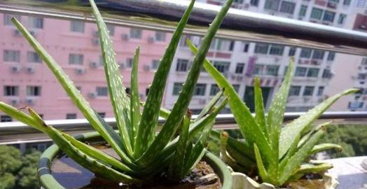 芦荟怎么养才能更旺盛（芦荟养护的正确方法）