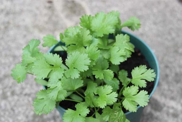 香菜什么时候种植（香菜种植方法和时间）