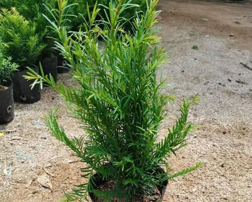 红豆杉如何种植（红豆杉的种植与管理）