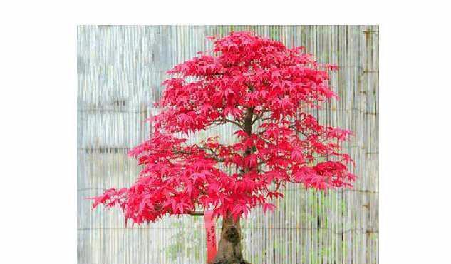 红枫盆景养护方法是什么（有关红枫树的管理技术）