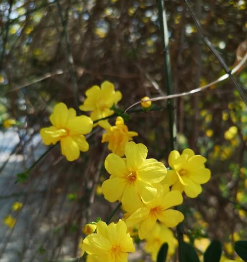 春天有哪些花儿开（春天代表性的花介绍）