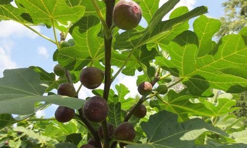 如何栽种无花果树（无花果树种植方法步骤）