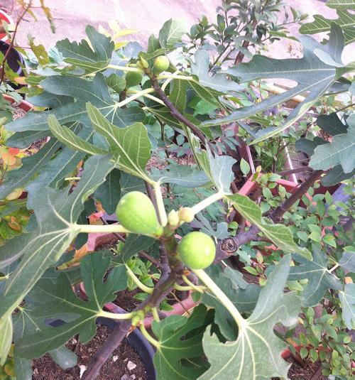 如何栽种无花果树（无花果树种植方法步骤）