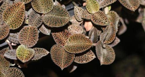 金线莲种植修剪时间和方法（掌握金线莲的修剪技巧）