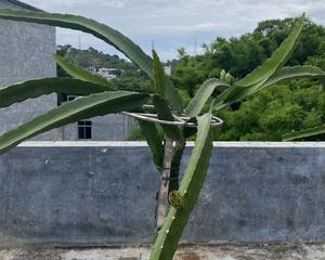 火龙果用什么土栽（火龙果种植方法讲解）