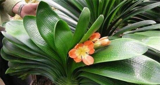 君子兰夹箭花在里面怎么办（君子兰夹箭应急小妙招）