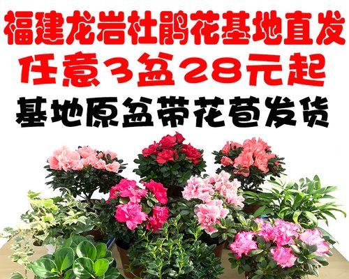 怎样养杜鹃花（详解杜鹃花的养护知识）