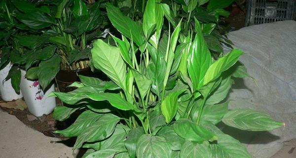 万年青盆栽冬天怎么养（种植万年青的技巧）