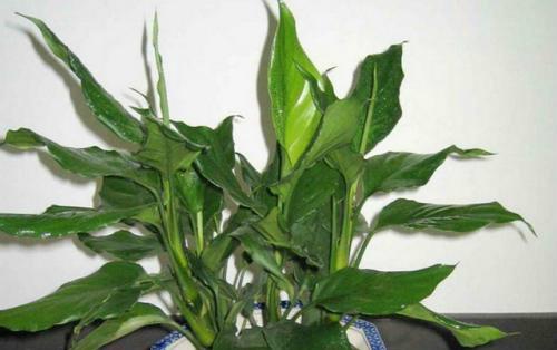 万年青盆栽冬天怎么养（种植万年青的技巧）