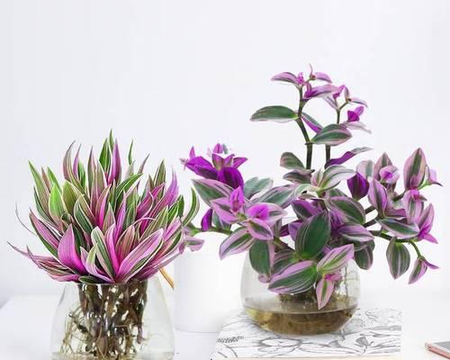 紫露兰吊兰养殖方法（打造美丽的室内花园）